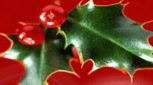 Christmas and new year tours 