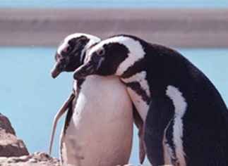 Puerto Madryn