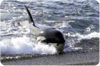 Valdes Orca