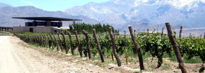 Wine Region Of Mendoza