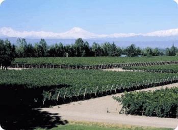 Casa Vinicola Viniterrra