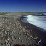 Puerto Madryn (September Till March)