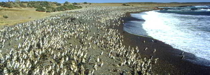 Puerto Madryn (September Till March)